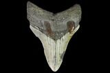 Fossil Megalodon Tooth - North Carolina #109888-1